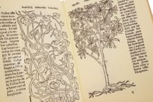 Historia de Yervas y Plantas – Vicent Garcia Editores – B/198 – Biblioteca Historicomèdica de la Universitat de València (Valencia, Spain)