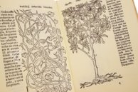 Historia de Yervas y Plantas – Vicent Garcia Editores – B/198 – Biblioteca Historicomèdica de la Universitat de València (Valencia, Spain)