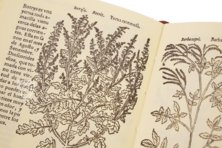 Historia de Yervas y Plantas – Vicent Garcia Editores – B/198 – Biblioteca Historicomèdica de la Universitat de València (Valencia, Spain)
