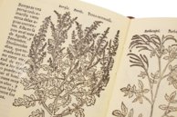 Historia de Yervas y Plantas – Vicent Garcia Editores – B/198 – Biblioteca Historicomèdica de la Universitat de València (Valencia, Spain)