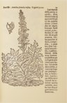 Historia de Yervas y Plantas – Vicent Garcia Editores – B/198 – Biblioteca Historicomèdica de la Universitat de València (Valencia, Spain)