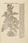 Historia de Yervas y Plantas – Vicent Garcia Editores – B/198 – Biblioteca Historicomèdica de la Universitat de València (Valencia, Spain)