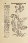 Historia de Yervas y Plantas – Vicent Garcia Editores – B/198 – Biblioteca Historicomèdica de la Universitat de València (Valencia, Spain)
