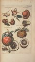 Historia Naturalis: De Arboribus et Fructicibus – Private Collection Facsimile Edition
