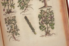 Historia Naturalis: De Arboribus et Fructicibus – Siloé, arte y bibliofilia – Private Collection