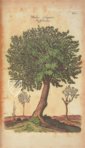 Historia Naturalis: De Arboribus et Fructicibus – Siloé, arte y bibliofilia – Private Collection