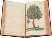 Historia Naturalis: De Arboribus et Fructicibus – Siloé, arte y bibliofilia – Private Collection