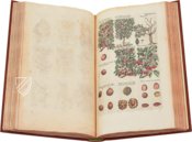 Historia Naturalis: De Arboribus et Fructicibus – Siloé, arte y bibliofilia – Private Collection