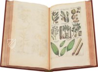 Historia Naturalis: De Arboribus et Fructicibus – Siloé, arte y bibliofilia – Private Collection