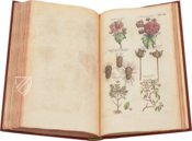 Historia Naturalis: De Arboribus et Fructicibus – Siloé, arte y bibliofilia – Private Collection