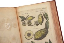 Historia Naturalis: De Arboribus et Fructicibus – Siloé, arte y bibliofilia – Private Collection