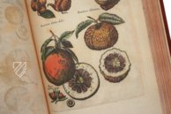 Historia Naturalis: De Arboribus et Fructicibus – Siloé, arte y bibliofilia – Private Collection