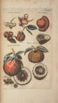 Historia Naturalis: De Arboribus et Fructicibus – Siloé, arte y bibliofilia – Private Collection