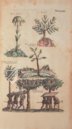 Historia Naturalis: De Arboribus et Fructicibus – Siloé, arte y bibliofilia – Private Collection