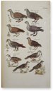 Historia Naturalis: De Avibus – Private Collection Facsimile Edition