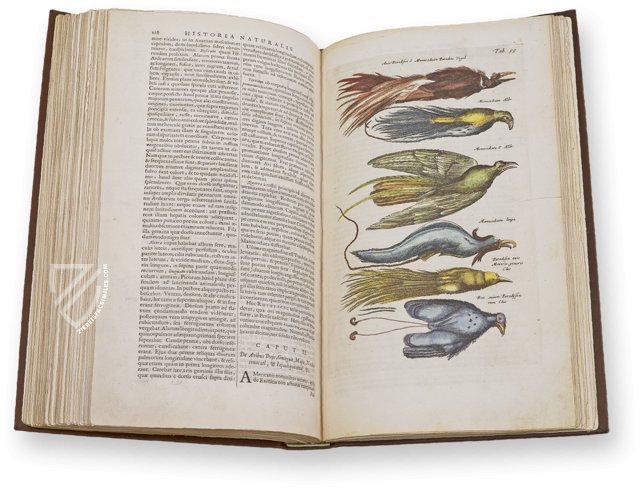 Historia Naturalis: De Avibus – Siloé, arte y bibliofilia – Private Collection