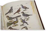 Historia Naturalis: De Avibus – Siloé, arte y bibliofilia – Private Collection