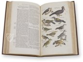 Historia Naturalis: De Avibus – Siloé, arte y bibliofilia – Private Collection