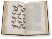 Historia Naturalis: De Avibus – Siloé, arte y bibliofilia – Private Collection