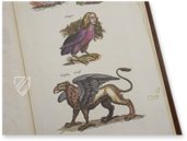 Historia Naturalis: De Avibus – Siloé, arte y bibliofilia – Private Collection