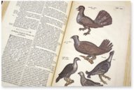 Historia Naturalis: De Avibus – Siloé, arte y bibliofilia – Private Collection