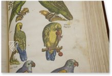 Historia Naturalis: De Avibus – Siloé, arte y bibliofilia – Private Collection