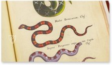 Historia Naturalis: De Exanguibus Acuaticis et Serpentibus – Private Collection Facsimile Edition
