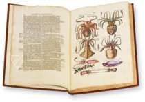 Historia Naturalis: De Exanguibus Acuaticis et Serpentibus – Siloé, arte y bibliofilia – Private Collection