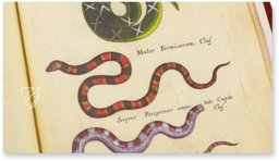 Historia Naturalis: De Exanguibus Acuaticis et Serpentibus – Siloé, arte y bibliofilia – Private Collection