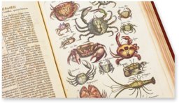 Historia Naturalis: De Exanguibus Acuaticis et Serpentibus – Siloé, arte y bibliofilia – Private Collection