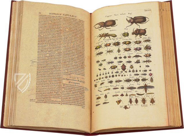 Historia Naturalis: De Insectis – Siloé, arte y bibliofilia – Private Collection