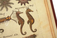 Historia Naturalis: De Insectis – Siloé, arte y bibliofilia – Private Collection