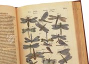 Historia Naturalis: De Insectis – Siloé, arte y bibliofilia – Private Collection