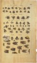 Historia Naturalis: De Insectis – Siloé, arte y bibliofilia – Private Collection