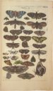 Historia Naturalis: De Insectis – Siloé, arte y bibliofilia – Private Collection