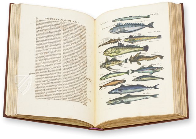 Historia Naturalis: De Piscibus et Cetis – Siloé, arte y bibliofilia – Private Collection