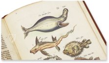 Historia Naturalis: De Piscibus et Cetis – Siloé, arte y bibliofilia – Private Collection