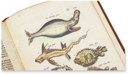 Historia Naturalis: De Piscibus et Cetis – Siloé, arte y bibliofilia – Private Collection