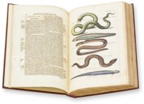 Historia Naturalis: De Piscibus et Cetis – Siloé, arte y bibliofilia – Private Collection