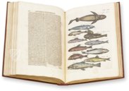 Historia Naturalis: De Piscibus et Cetis – Siloé, arte y bibliofilia – Private Collection