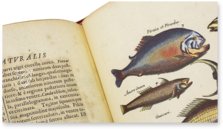 Historia Naturalis: De Piscibus et Cetis – Siloé, arte y bibliofilia – Private Collection