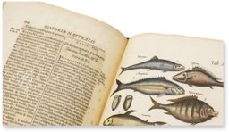 Historia Naturalis: De Piscibus et Cetis – Siloé, arte y bibliofilia – Private Collection