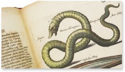 Historia Naturalis: De Piscibus et Cetis – Siloé, arte y bibliofilia – Private Collection