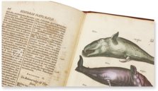 Historia Naturalis: De Piscibus et Cetis – Siloé, arte y bibliofilia – Private Collection