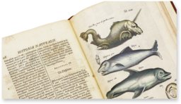 Historia Naturalis: De Piscibus et Cetis – Siloé, arte y bibliofilia – Private Collection