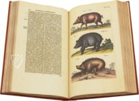 Historia Naturalis: De Quadrupedibus – Siloé, arte y bibliofilia – Private Collection