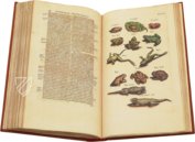 Historia Naturalis: De Quadrupedibus – Siloé, arte y bibliofilia – Private Collection