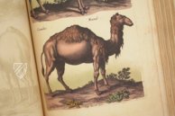 Historia Naturalis: De Quadrupedibus – Siloé, arte y bibliofilia – Private Collection