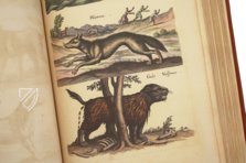 Historia Naturalis: De Quadrupedibus – Siloé, arte y bibliofilia – Private Collection