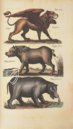 Historia Naturalis: De Quadrupedibus – Siloé, arte y bibliofilia – Private Collection